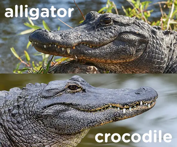 Cá Sấu Tiếng Anh Đọc Là Gì? Phân Biệt Crocodile Và Alligator
