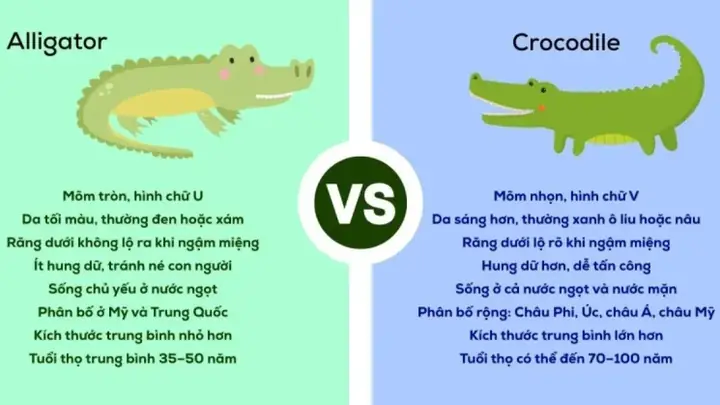 Cá Sấu Tiếng Anh Đọc Là Gì? Phân Biệt Crocodile Và Alligator