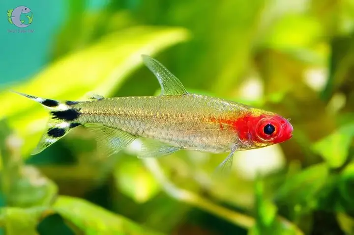 Cá Sóc Đầu Đỏ: Đặc Điểm, Cách Nuôi Và Chăm Sóc Chi Tiết