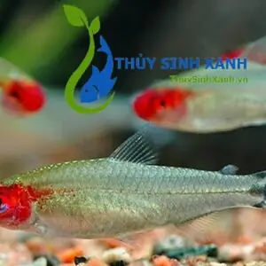 Hướng Dẫn Chi Tiết Cách Sinh Sản Cá Sóc Đầu Đỏ Nuôi Nhốt