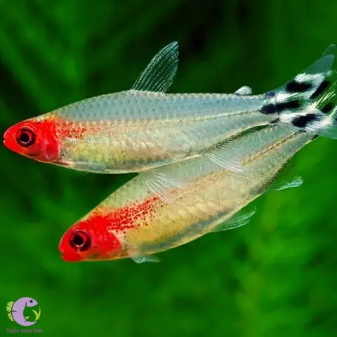 Hướng Dẫn Chi Tiết Cách Sinh Sản Cá Sóc Đầu Đỏ Nuôi Nhốt