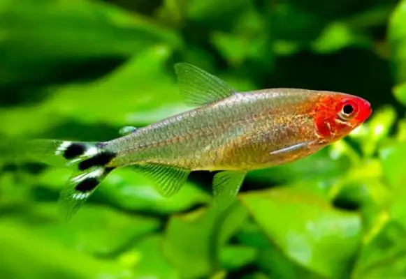 Hướng Dẫn Chi Tiết Cách Sinh Sản Cá Sóc Đầu Đỏ Nuôi Nhốt