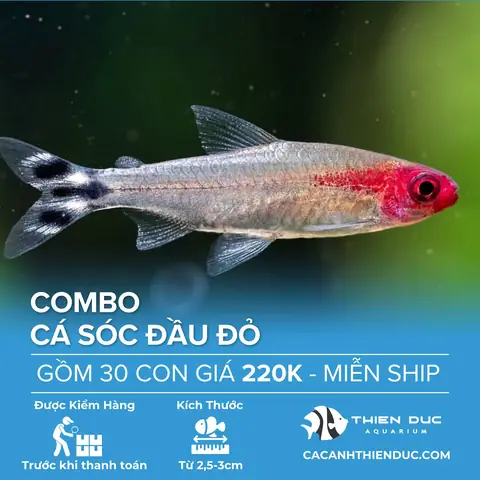 Cá Sóc Giá Bao Nhiêu? Bảng Giá Chi Tiết Mới Nhất 2024