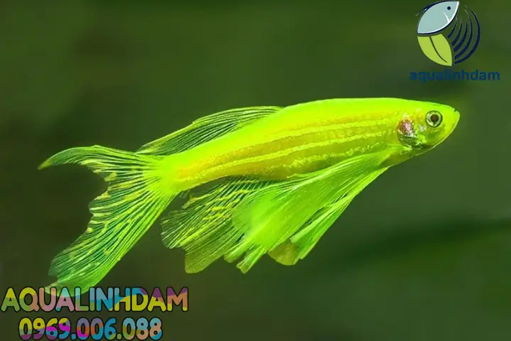 Cá Sọc Ngựa Cánh Tiên: Đặc Điểm, Cách Nuôi Và Sinh Sản Dễ Dàng