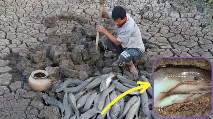 Cá Sống Trong Đất: Khám Phá Loài Sinh Vật Kỳ Lạ Và Khả Năng Sinh Tồn Đáng Kinh Ngạc Cá Sống Trong Đất: Khám Phá Loài Sinh Vật Kỳ Lạ Và Khả Năng Sinh Tồn Đáng Kinh Ngạc