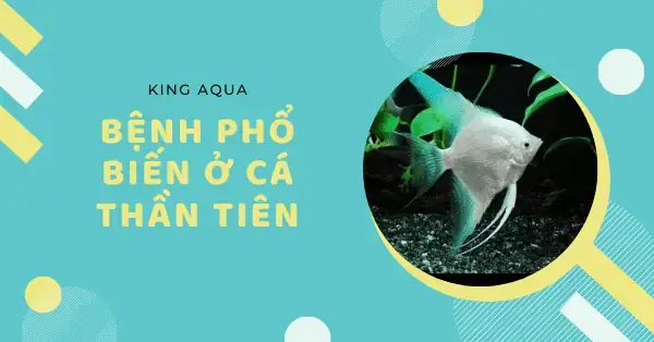Cá Thần Tiên Bị Đỏ Vây: Nguyên Nhân, Cách Nhận Biết Và Điều Trị Hiệu Quả