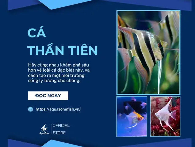 Cá Thần Tiên Bị Đỏ Vây: Nguyên Nhân, Cách Nhận Biết Và Điều Trị Hiệu Quả