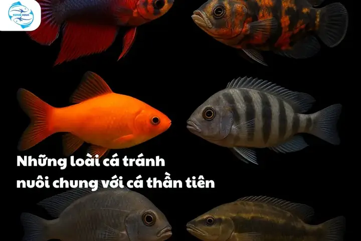 Cá Thần Tiên Nuôi Chung Với Cá Gì: Danh Sách Các Loài Tương Thích Tốt Nhất