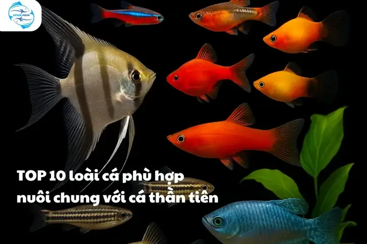 Cá Thần Tiên Nuôi Chung Với Cá Gì: Danh Sách Các Loài Tương Thích Tốt Nhất
