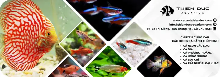 Cá Thần Tiên Trắng Mắt Đỏ: Đặc Điểm, Cách Nuôi Và Mẹo Chăm Sóc Chi Tiết