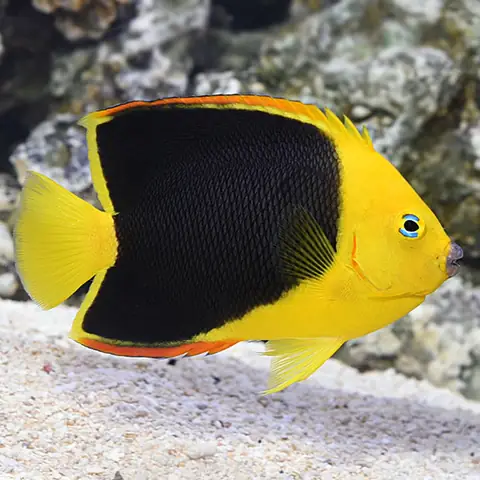 Cá Thiên Thần Lửa (flame Angelfish): Đặc Điểm, Cách Nuôi Và Lưu Ý Quan Trọng
