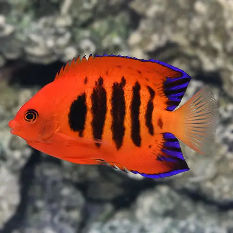 Cá Thiên Thần Lửa (flame Angelfish): Đặc Điểm, Cách Nuôi Và Lưu Ý Quan Trọng
