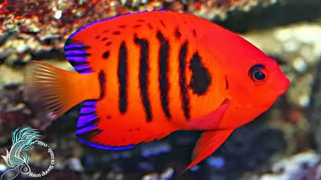 Cá Thiên Thần Lửa (flame Angelfish): Đặc Điểm, Cách Nuôi Và Lưu Ý Quan Trọng