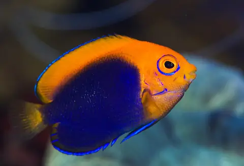 Cá Thiên Thần Lửa (flame Angelfish): Đặc Điểm, Cách Nuôi Và Lưu Ý Quan Trọng