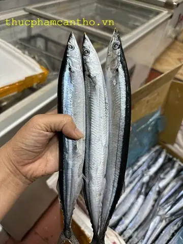 Cá Thu Đao Nhật Bản (sanma): Tất Tần Tật Về Loại Cá Đặc Sản Mùa Thu