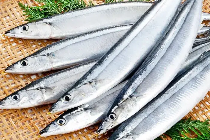 Cá Thu Đao Nhật Bản (sanma): Tất Tần Tật Về Loại Cá Đặc Sản Mùa Thu