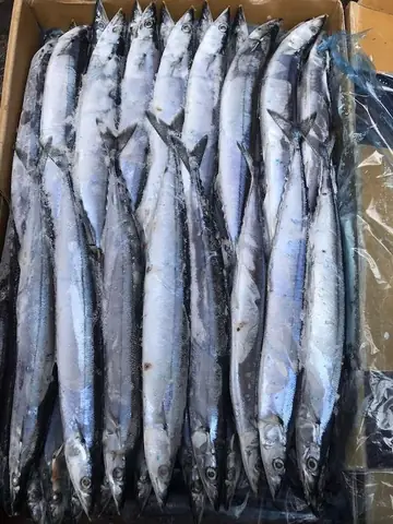 Cá Thu Đao Nhật Bản (sanma): Tất Tần Tật Về Loại Cá Đặc Sản Mùa Thu