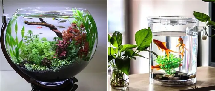 Cá Thủy Tinh Ăn Gì? Hướng Dẫn Nuôi Dưỡng Chi Tiết