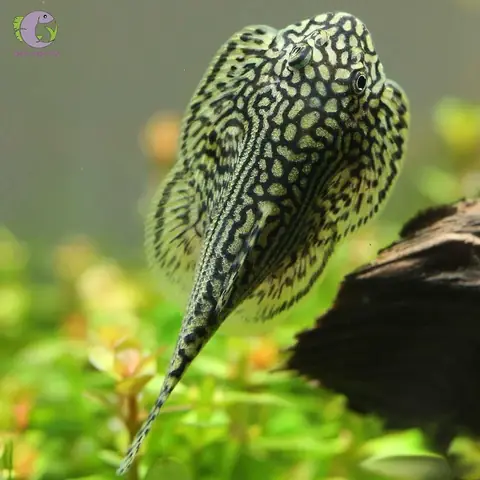 Cá Tỳ Bà Bướm: Đặc Điểm, Thức Ăn Và Cách Nuôi Chuẩn