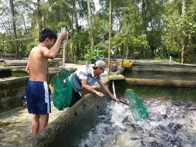 Cá Trê Bạch Tạng Ăn Gì? Hướng Dẫn Chăm Sóc Toàn Diện