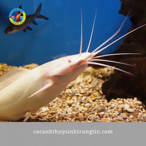 Cá Trê Bạch Tạng Ăn Gì? Hướng Dẫn Chăm Sóc Toàn Diện