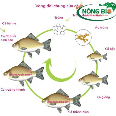 Cá Trê Đẻ Con Hay Đẻ Trứng? Giải Đáp Chi Tiết Quy Trình Sinh Sản