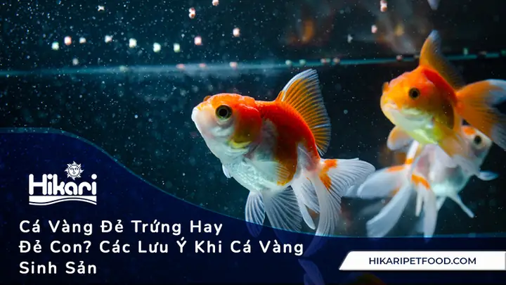 Cá Vàng Đẻ Trứng Hay Đẻ Con? Giải Đáp Chi Tiết Và Hướng Dẫn Sinh Sản