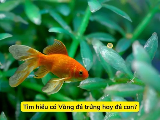 Cá Vàng Đẻ Trứng Hay Đẻ Con? Giải Đáp Chi Tiết Và Hướng Dẫn Sinh Sản