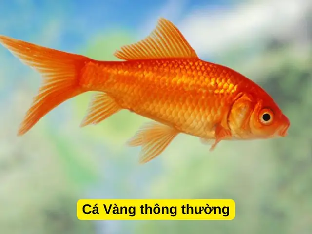 Cá Vàng Sống Bao Lâu? Yếu Tố Ảnh Hưởng Đến Tuổi Thọ Cá Cảnh