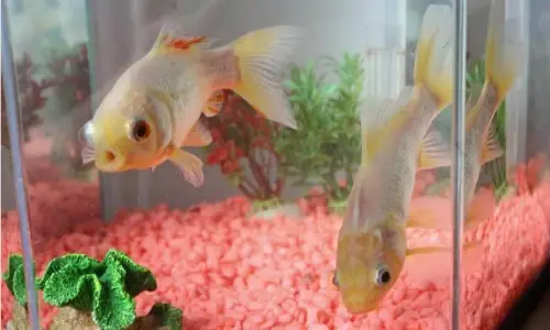 Cá Vàng Sống Bao Lâu? Yếu Tố Ảnh Hưởng Đến Tuổi Thọ Cá Cảnh