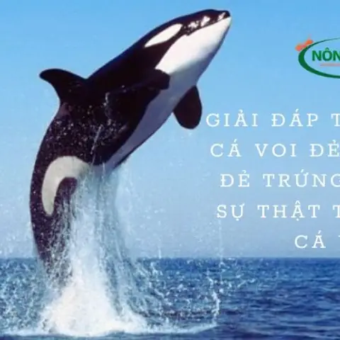 Cá Voi Đẻ Con Hay Đẻ Trứng: Giải Đáp Thắc Mắc Từ Chuyên Gia