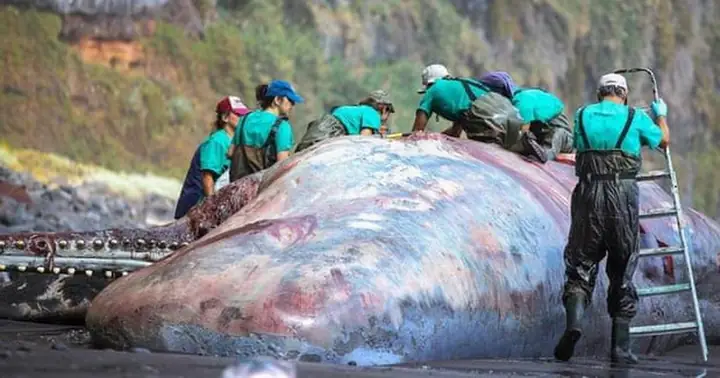 Cá Nhà Táng: Đặc Điểm, Tập Tính Và Bí Ẩn Loài Động Vật Có Vú Lớn Nhất Thế Giới