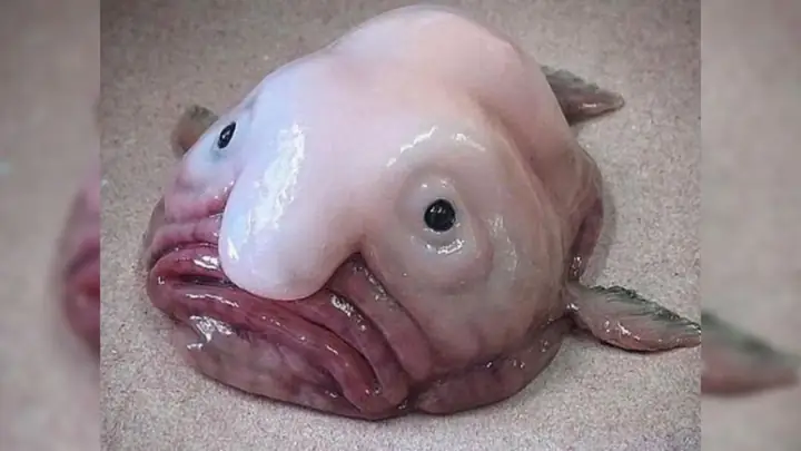 Blobfish: Giải Oan Cho "loài Cá Xấu Nhất Thế Giới" Và Sự Thật Thú Vị