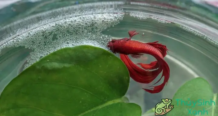 Tại Sao Cá Betta Nhả Bọt? Dấu Hiệu Sinh Sản & Sức Khỏe Quan Trọng