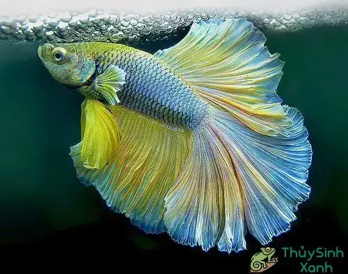 Tại Sao Cá Betta Nhả Bọt? Dấu Hiệu Sinh Sản & Sức Khỏe Quan Trọng