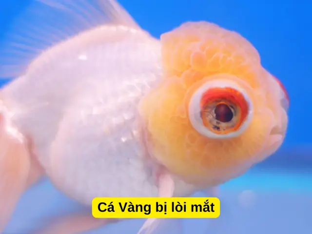 Các Bệnh Thường Gặp Ở Cá Vàng: Triệu Chứng, Nguyên Nhân & Cách Xử Lý Hiệu Quả Các Bệnh Thường Gặp Ở Cá Vàng: Triệu Chứng, Nguyên Nhân & Cách Xử Lý Hiệu Quả