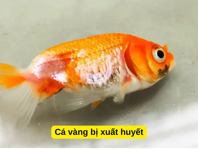 Các Bệnh Thường Gặp Ở Cá Vàng: Triệu Chứng, Nguyên Nhân & Cách Xử Lý Hiệu Quả Các Bệnh Thường Gặp Ở Cá Vàng: Triệu Chứng, Nguyên Nhân & Cách Xử Lý Hiệu Quả