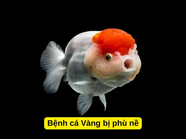 Các Bệnh Thường Gặp Ở Cá Vàng: Triệu Chứng, Nguyên Nhân & Cách Xử Lý Hiệu Quả Các Bệnh Thường Gặp Ở Cá Vàng: Triệu Chứng, Nguyên Nhân & Cách Xử Lý Hiệu Quả