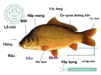 Khám Phá Toàn Diện Các Bộ Phận Của Cá: Cấu Tạo Và Chức Năng Khám Phá Toàn Diện Các Bộ Phận Của Cá: Cấu Tạo Và Chức Năng