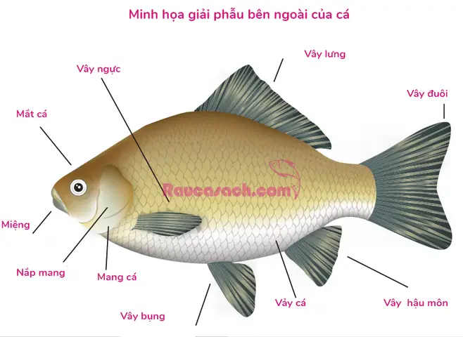 Khám Phá Toàn Diện Các Bộ Phận Của Cá: Cấu Tạo Và Chức Năng Khám Phá Toàn Diện Các Bộ Phận Của Cá: Cấu Tạo Và Chức Năng