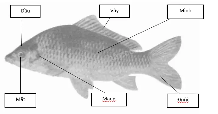 Cấu Tạo Chi Tiết Của Các Bộ Phận Trên Con Cá Cấu Tạo Chi Tiết Của Các Bộ Phận Trên Con Cá
