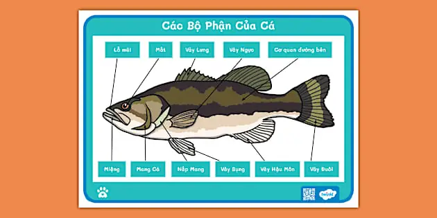 Cấu Tạo Chi Tiết Của Các Bộ Phận Trên Con Cá Cấu Tạo Chi Tiết Của Các Bộ Phận Trên Con Cá