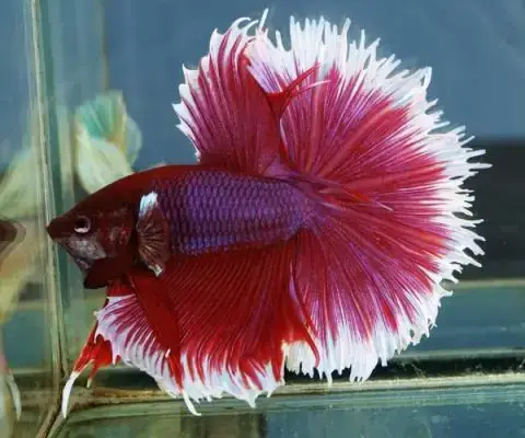 Top Các Dòng Cá Betta Fancy Đẹp Nhất Hiện Nay: Đặc Điểm Và Cách Nhận Biết Top Các Dòng Cá Betta Fancy Đẹp Nhất Hiện Nay: Đặc Điểm Và Cách Nhận Biết