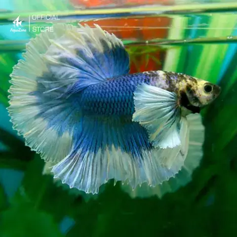 Top Các Dòng Cá Betta Fancy Đẹp Nhất Hiện Nay: Đặc Điểm Và Cách Nhận Biết Top Các Dòng Cá Betta Fancy Đẹp Nhất Hiện Nay: Đặc Điểm Và Cách Nhận Biết