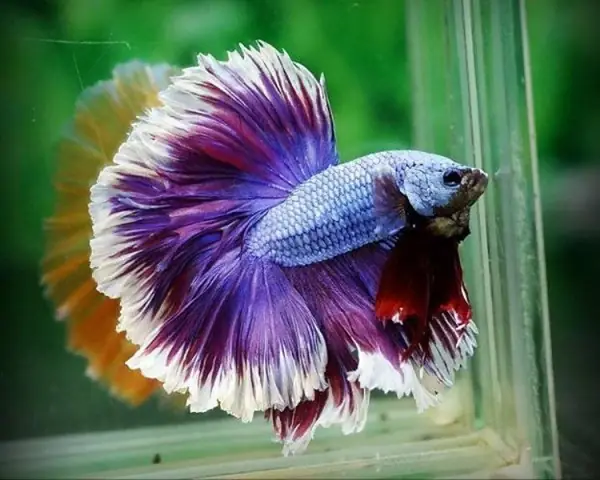 Betta Rô Các Loại Cá Betta Rồng: Đặc Điểm, Phân Loại Và Cách Nhận Biết - Cá Nước ...