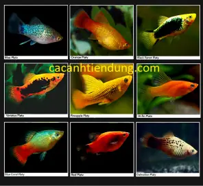 Top 15+ Các Loại Cá Cảnh Đẹp, Dễ Nuôi Phù Hợp Cho Người Mới Bắt Đầu