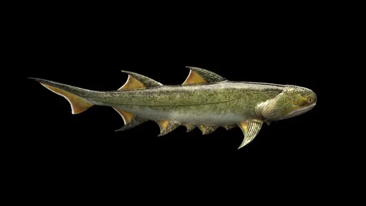 Khám Phá Các Loài Cá Mập Cổ Đại: Từ Megalodon Đến Tiền Sử