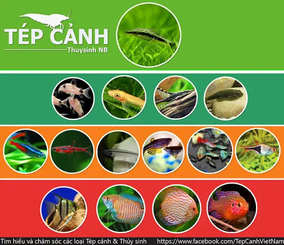Các Loại Cá Nuôi Chung An Toàn Với Tép Cảnh Trong Hồ Thủy Sinh