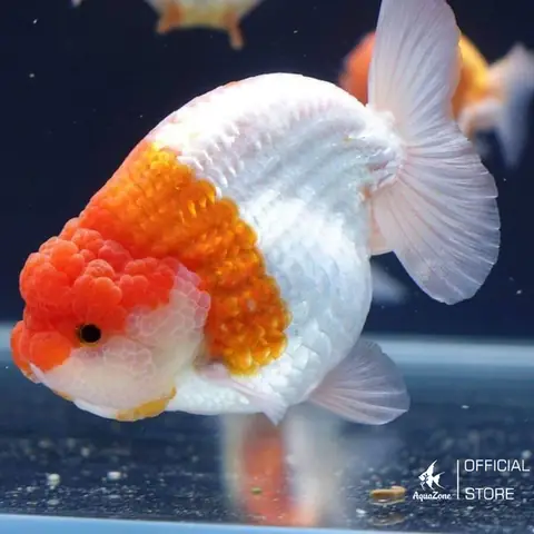 Các Loại Cá Ranchu Phổ Biến Và Cách Nhận Biết