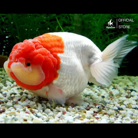 Các Loại Cá Ranchu Phổ Biến Và Cách Nhận Biết